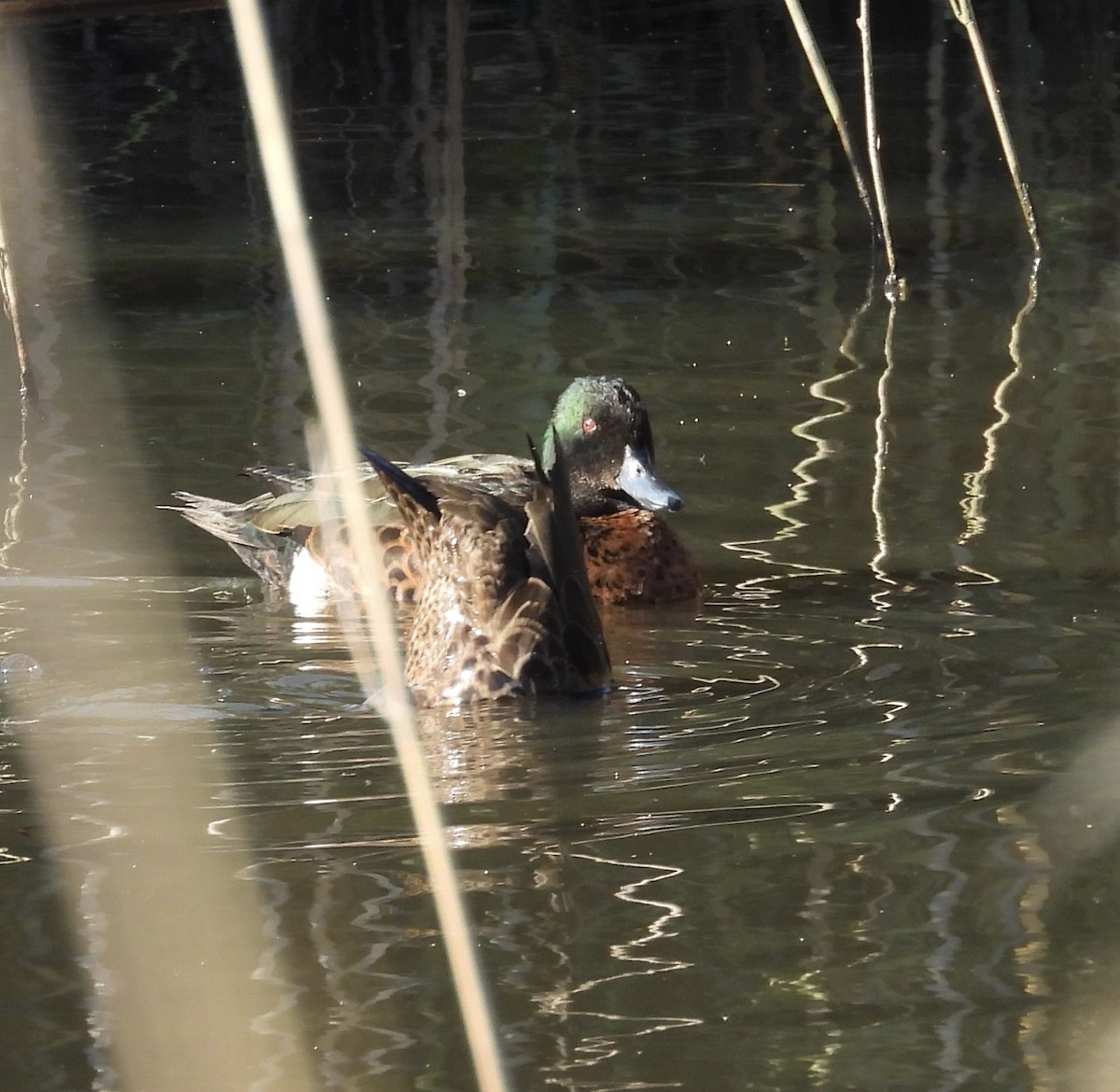 Chestnut Teal - ML646263986