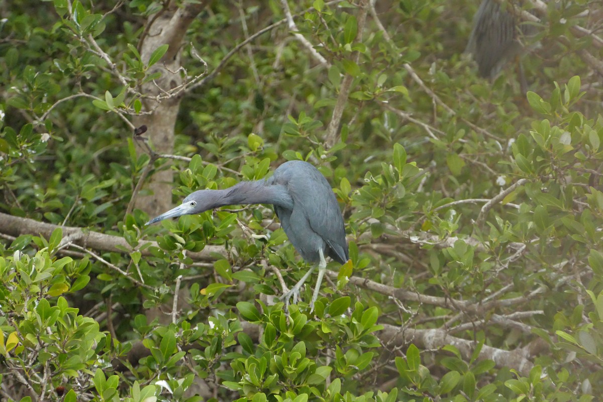 volavka modrošedá - ML646263987