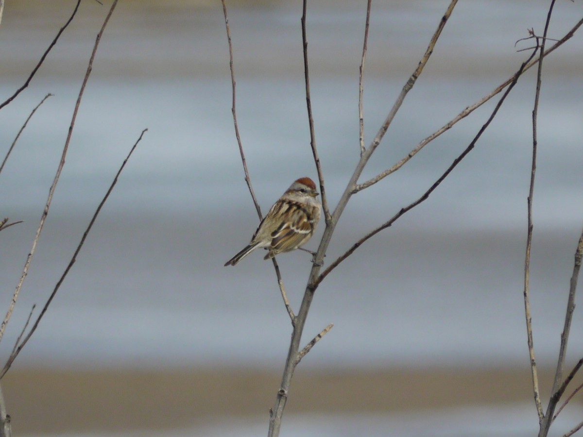 ムナフヒメドリ - ML646263989