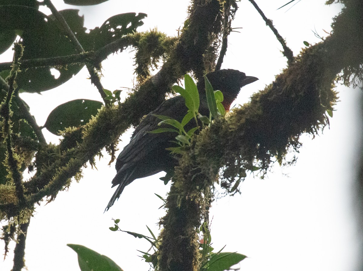 Red-ruffed Fruitcrow - ML646263990