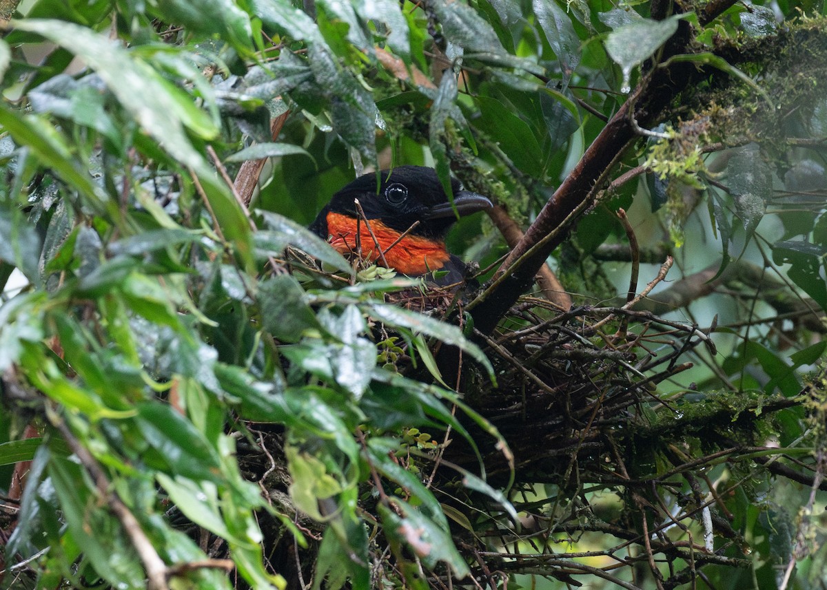 Red-ruffed Fruitcrow - ML646263991