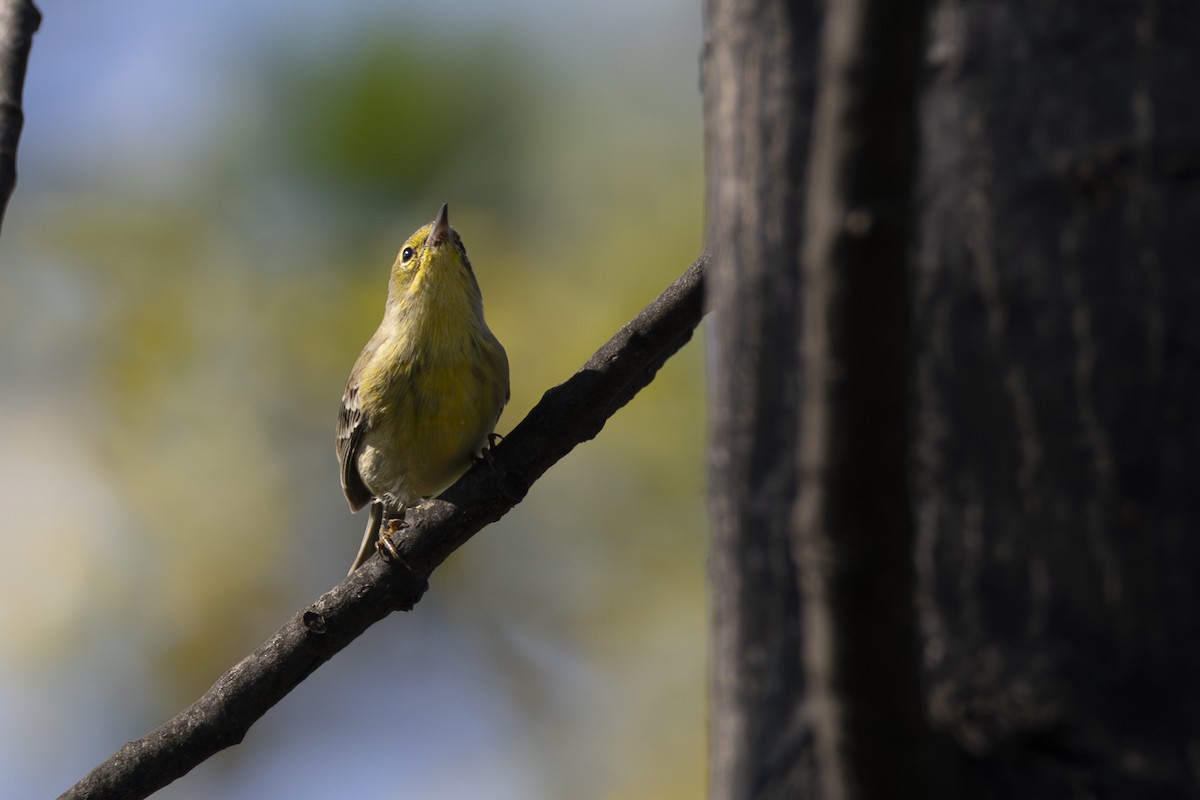 Pine Warbler - ML646263992
