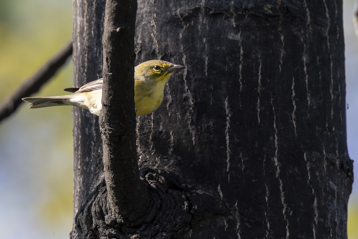 Pine Warbler - ML646263993
