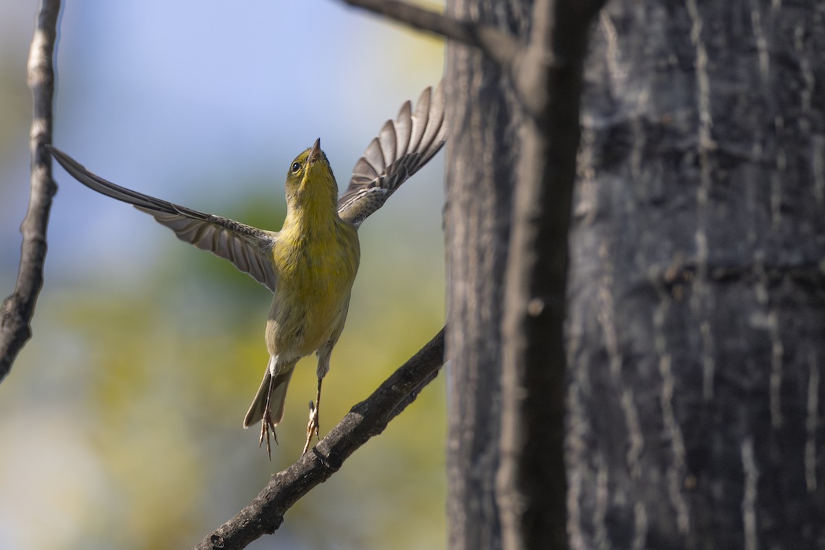 Pine Warbler - ML646263994