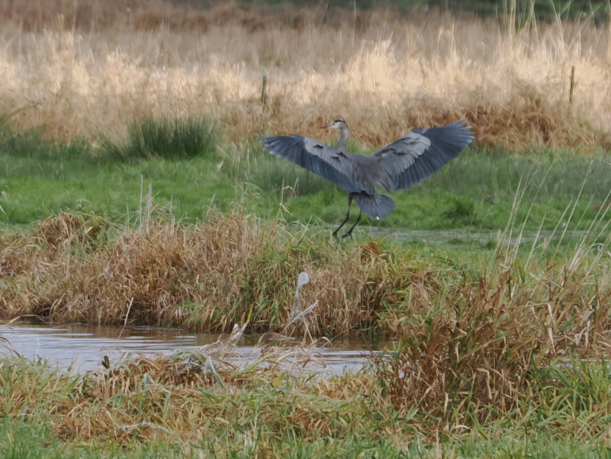 Great Blue Heron - ML646263997