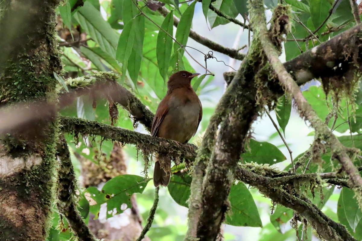Rufous-brown Solitaire - ML646264005