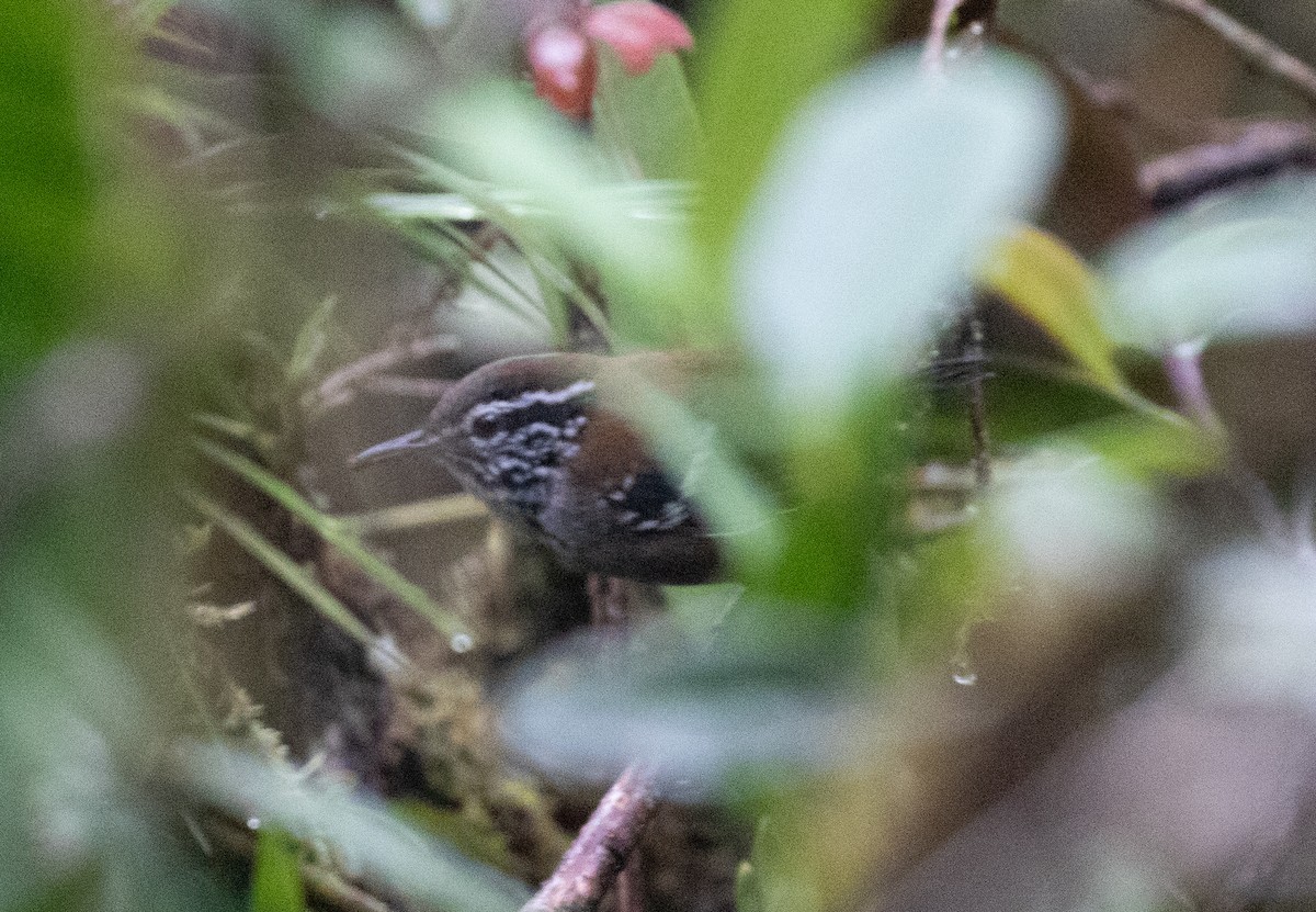 Bar-winged Wood-Wren - ML646264006