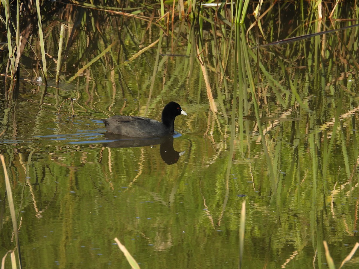 Eurasian Coot - ML646264009