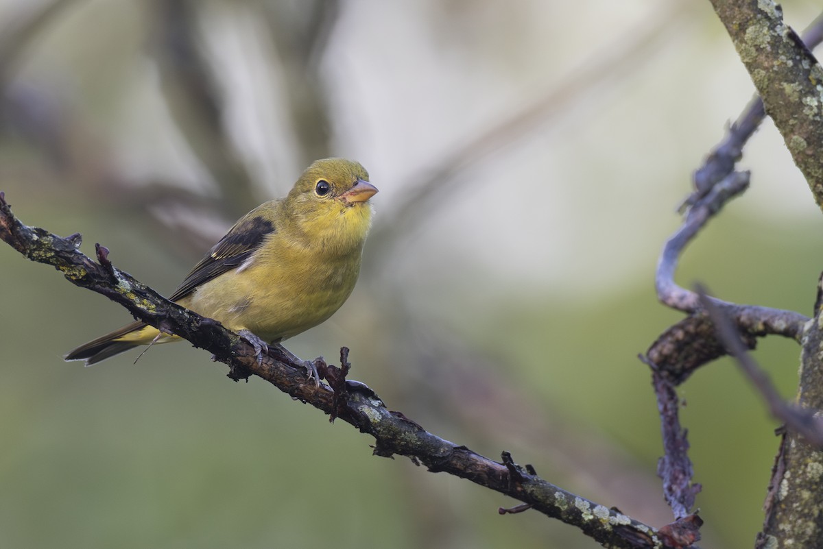 Scarlet Tanager - ML646264010