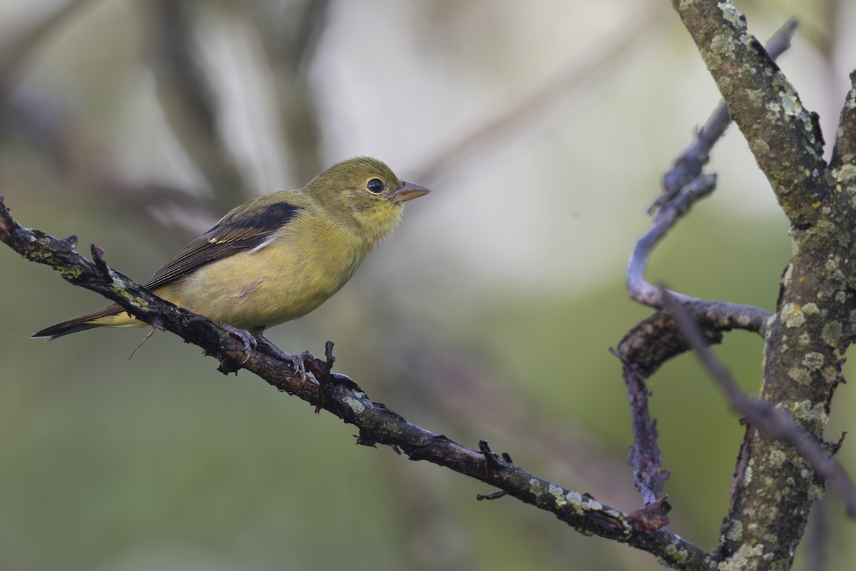 Scarlet Tanager - ML646264011