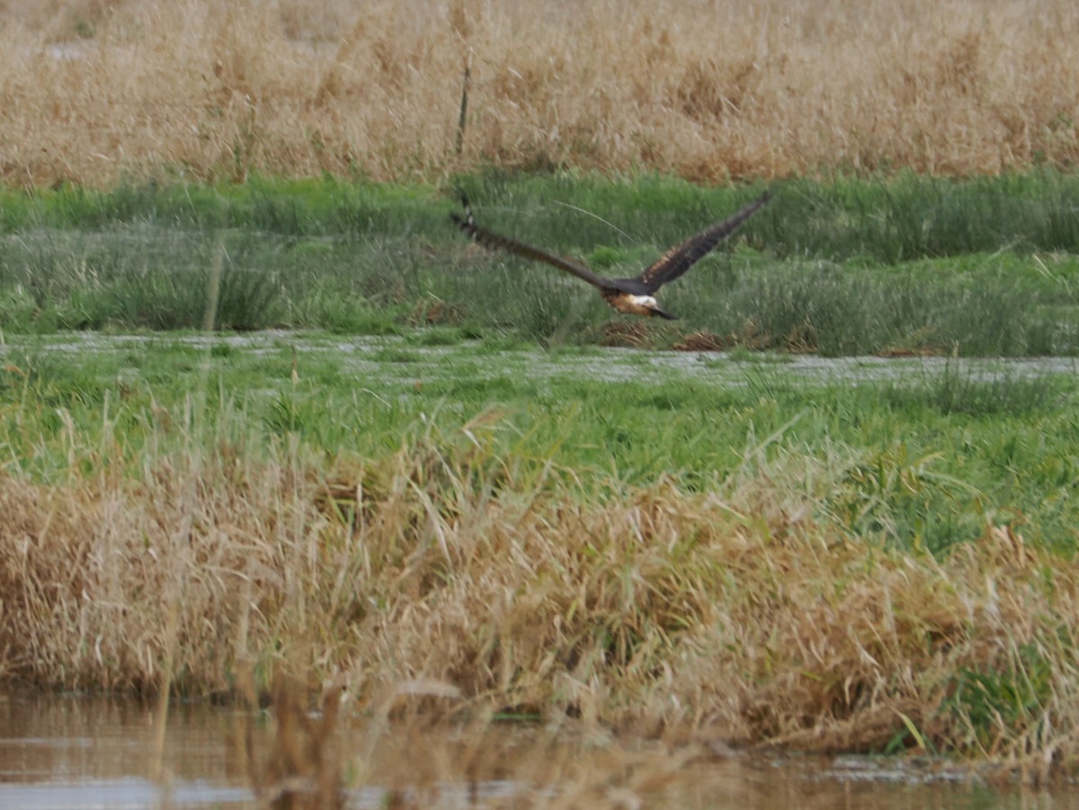 Northern Harrier - ML646264017