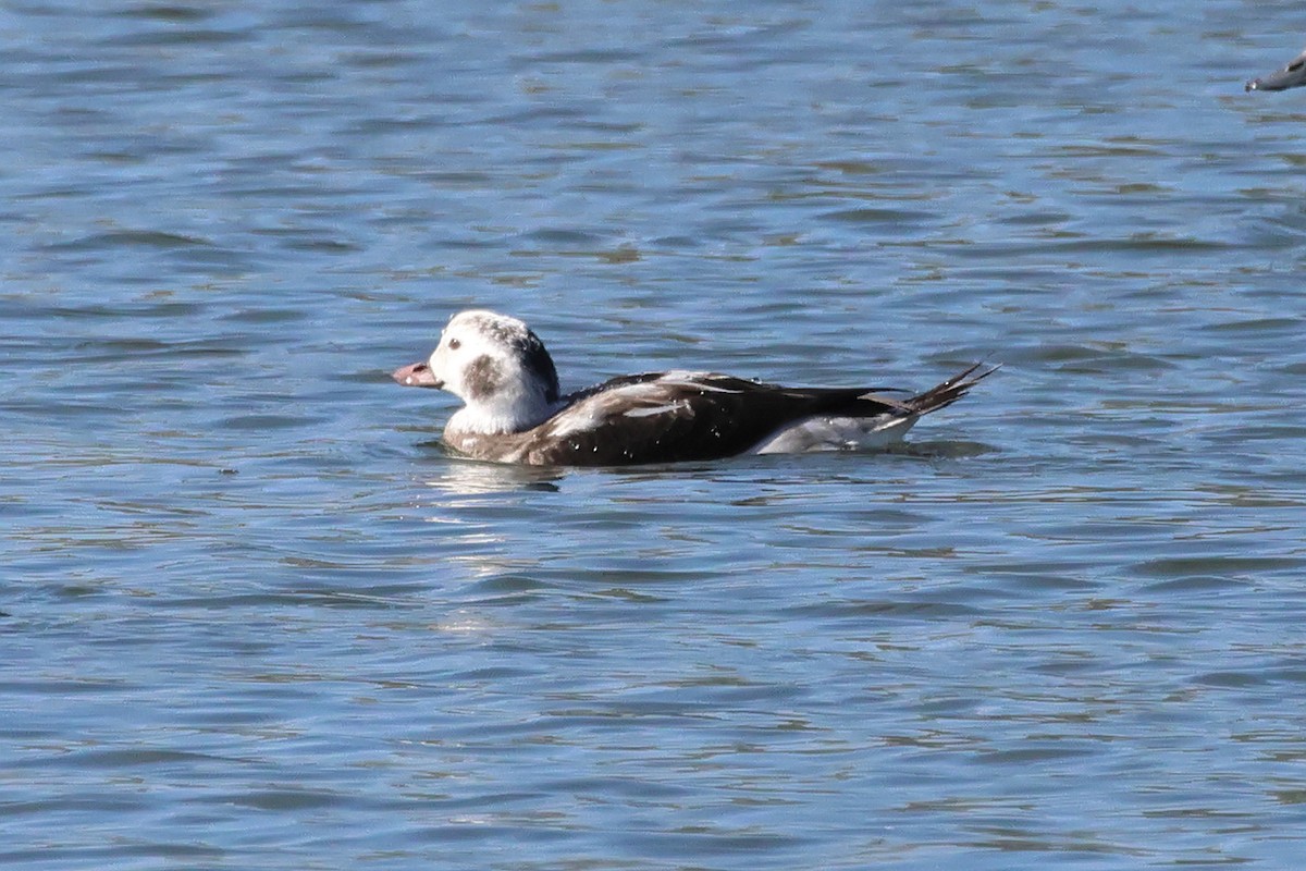 Long-tailed Duck - ML646264018