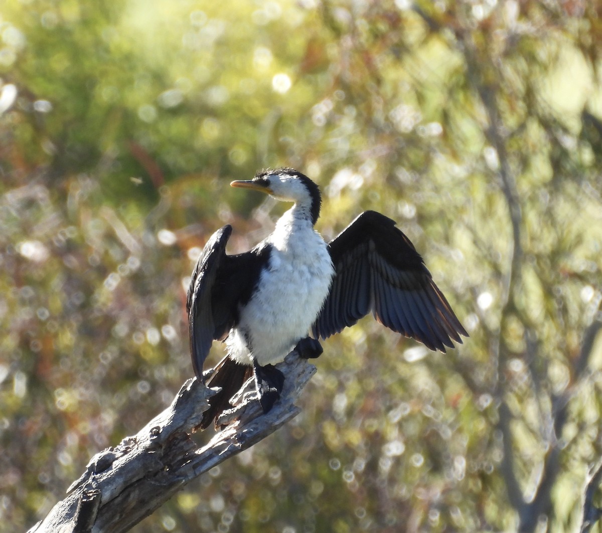 Little Pied Cormorant - ML646264019