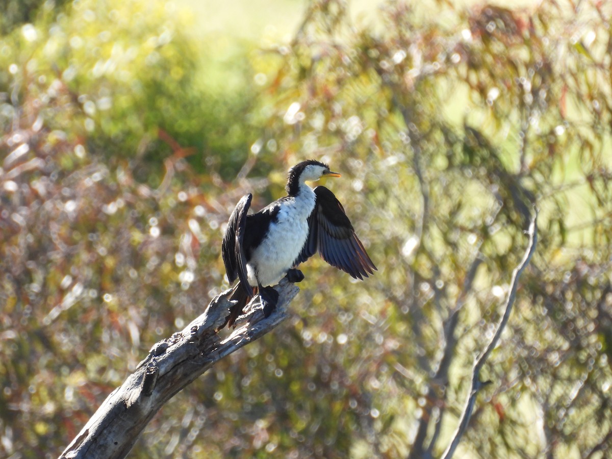 Little Pied Cormorant - ML646264020