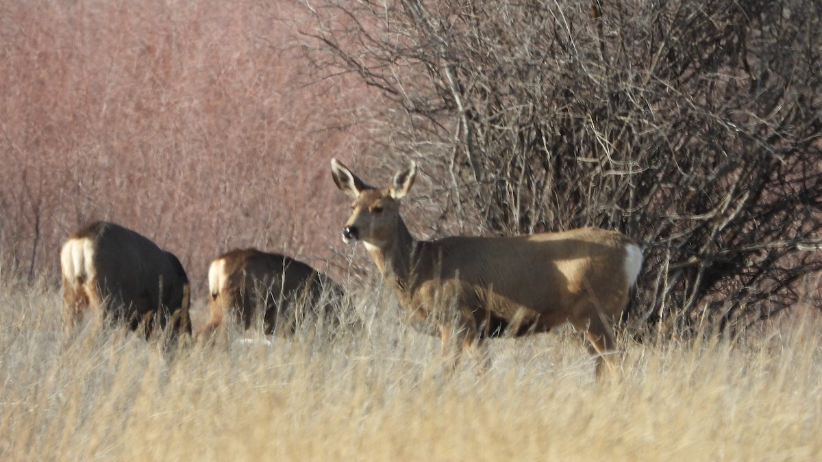 Mule Deer - ML646264024