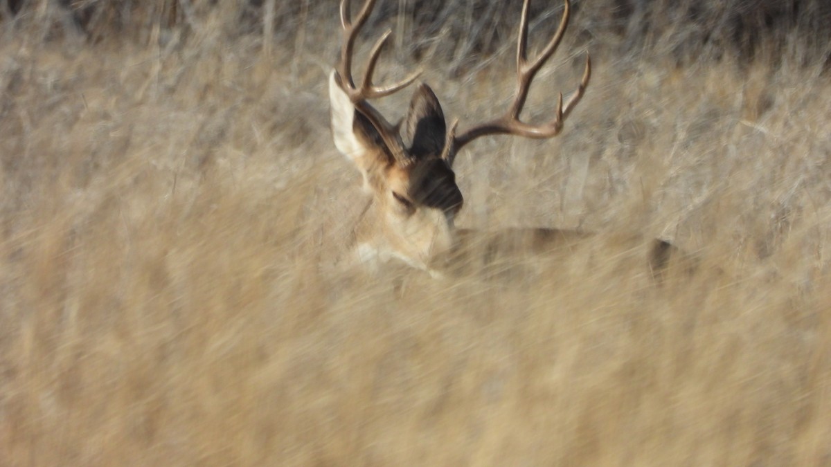 Mule Deer - ML646264025