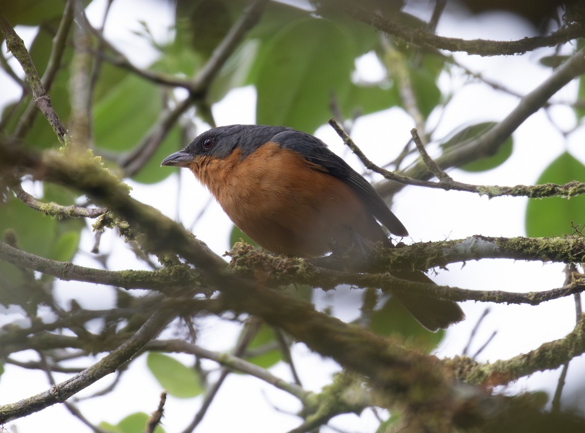 Rufous-crested Tanager - ML646264028