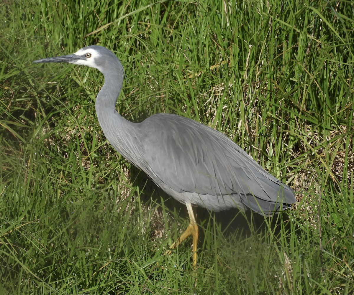 volavka bělolící - ML646264035