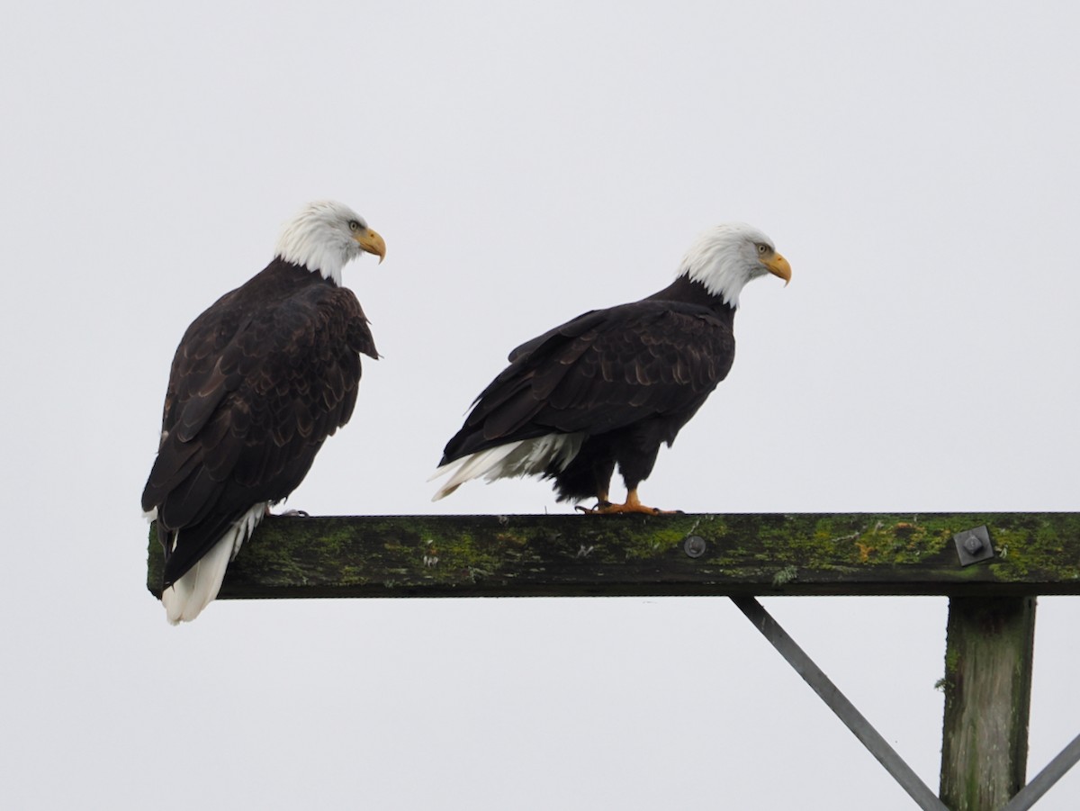 Bald Eagle - ML646264036