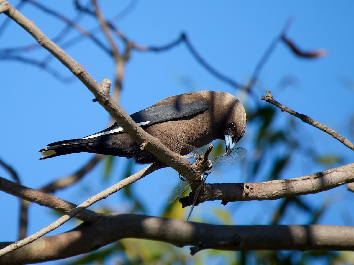 Dusky Woodswallow - ML646264037