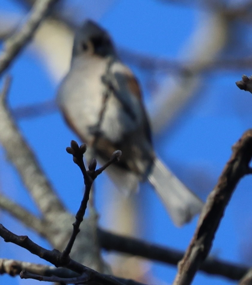 Grauhäubchenmeise - ML646264039