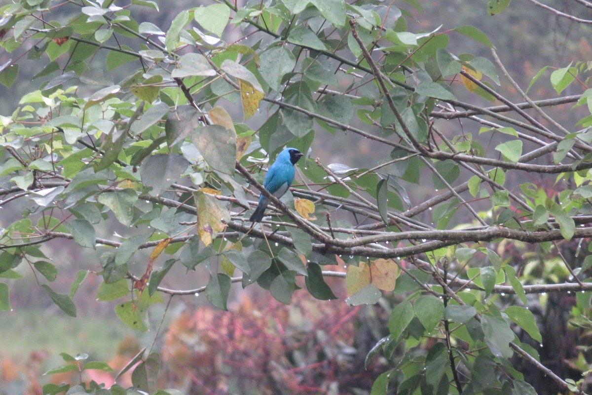 Swallow Tanager - ML646264040