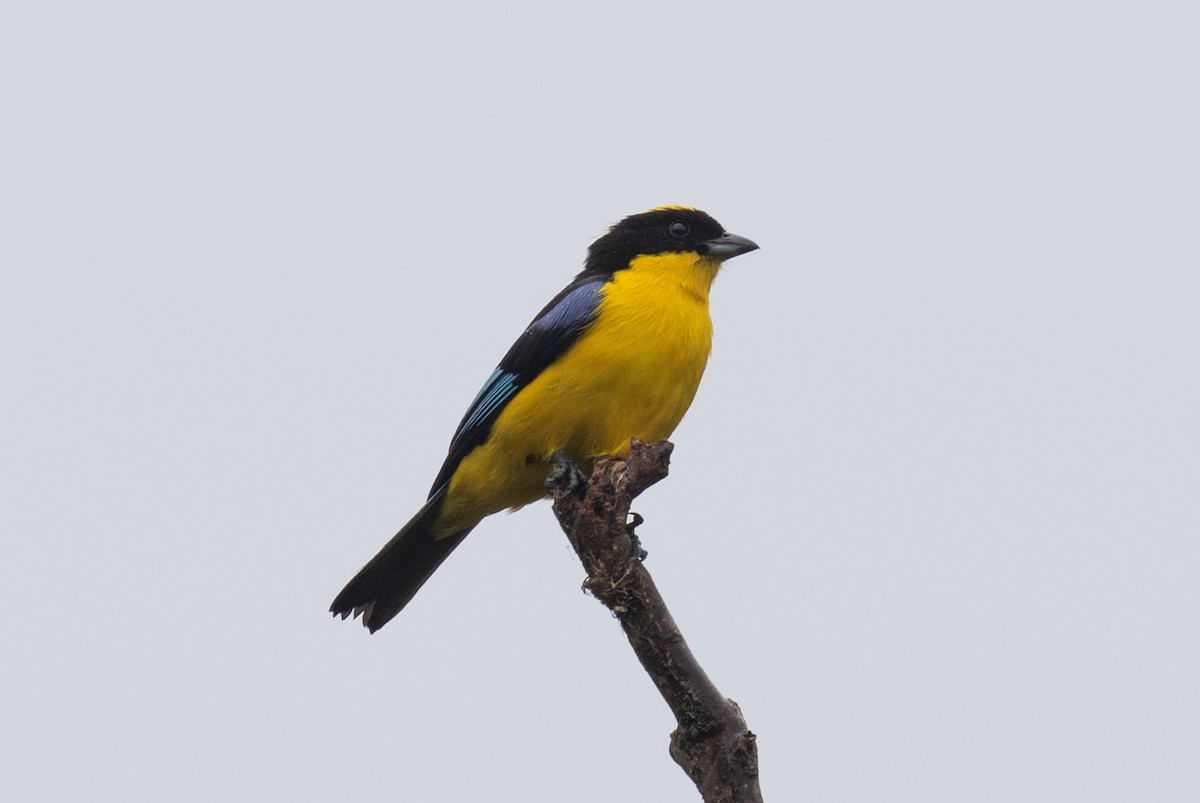 Blue-winged Mountain Tanager - ML646264041