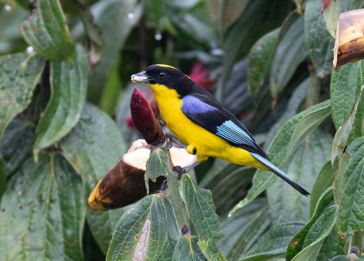 Blue-winged Mountain Tanager - ML646264042