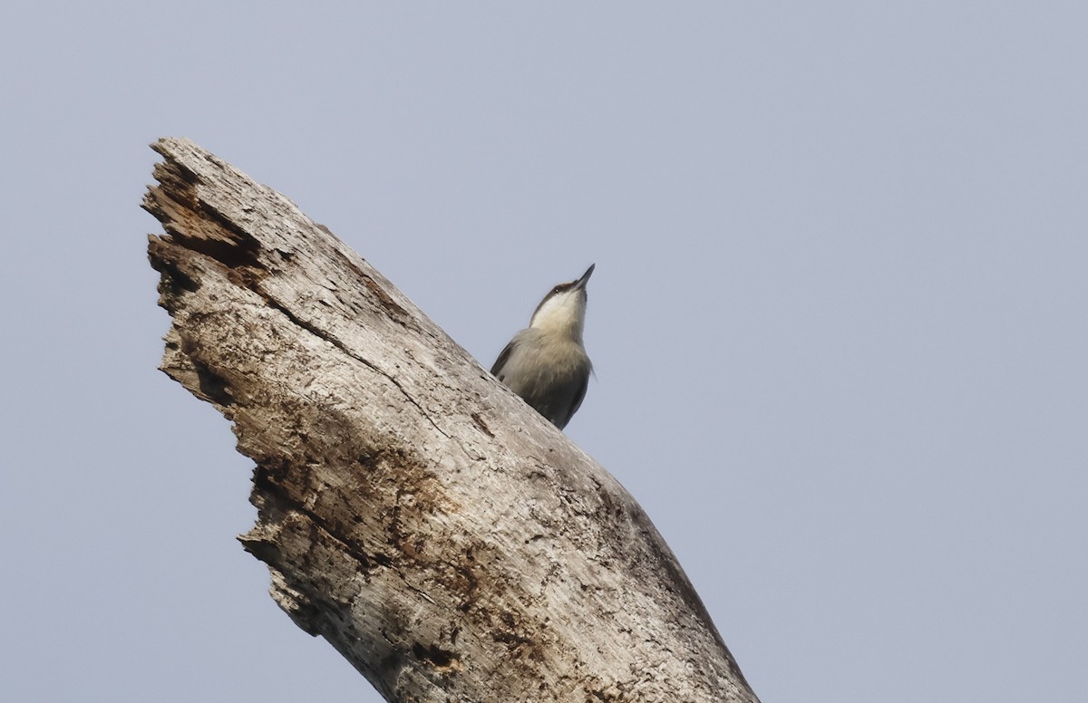 Brown-headed Nuthatch - ML646264043