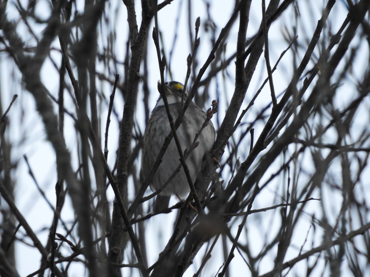 White-throated Sparrow - ML646264044