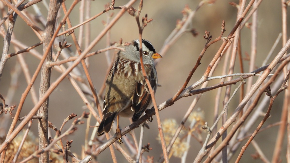 White-crowned Sparrow - ML646264047