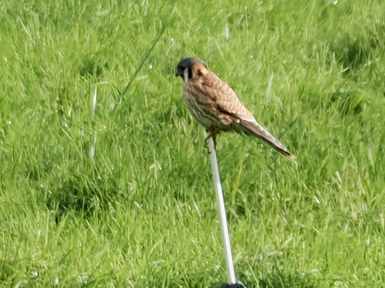 American Kestrel - ML646264050