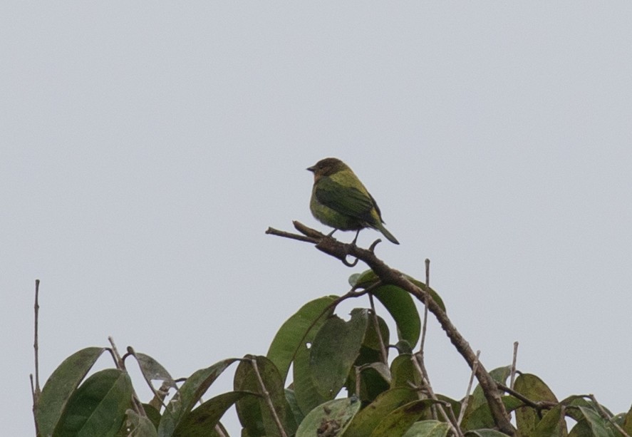 Silvery Tanager - ML646264052