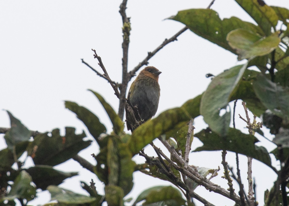 Silvery Tanager - ML646264053