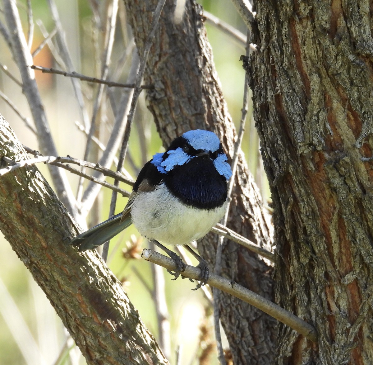 Superb Fairywren - ML646264055