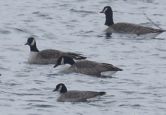 Cackling Goose (Richardson's) - ML646264056