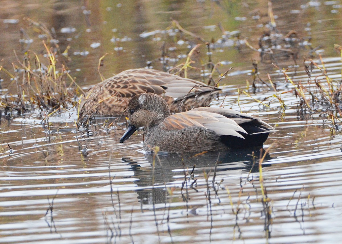 Gadwall - ML646264057