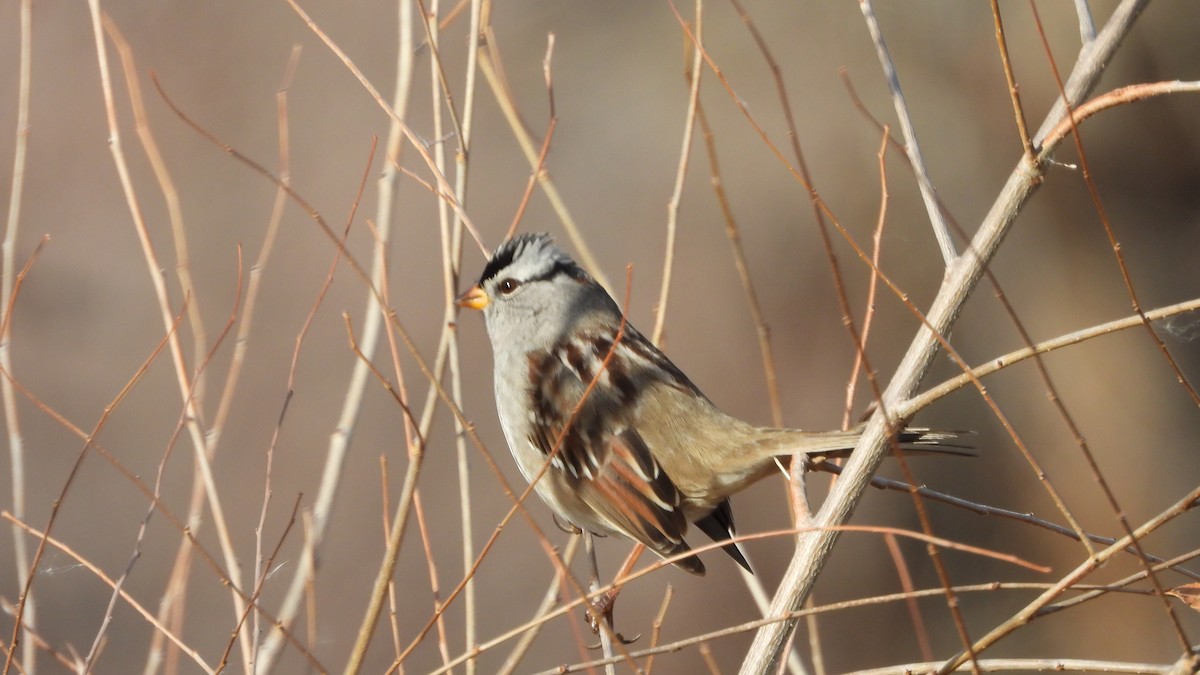 White-crowned Sparrow - ML646264058