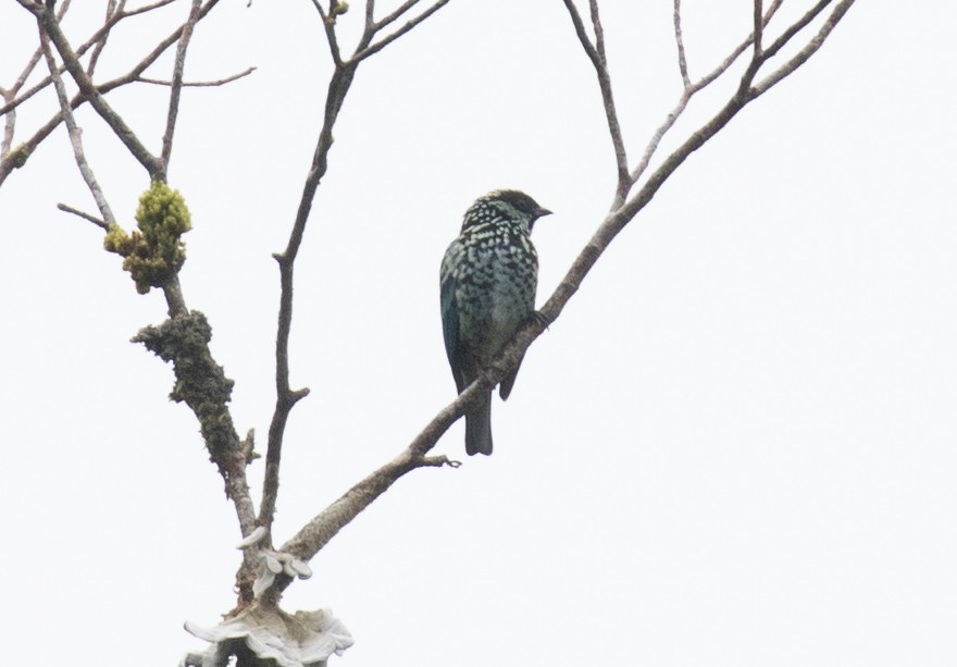 Beryl-spangled Tanager - ML646264065