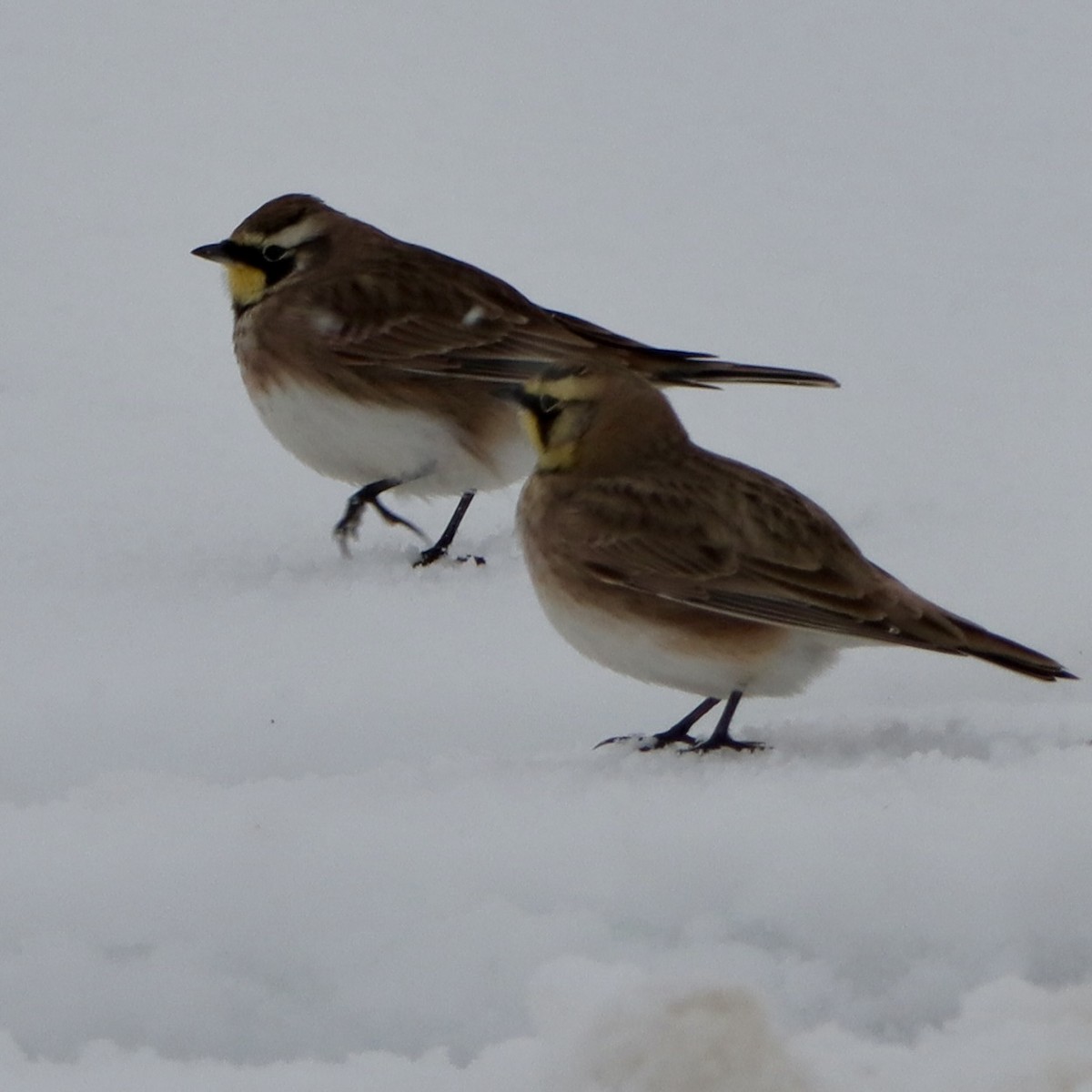 Horned Lark - ML646264066