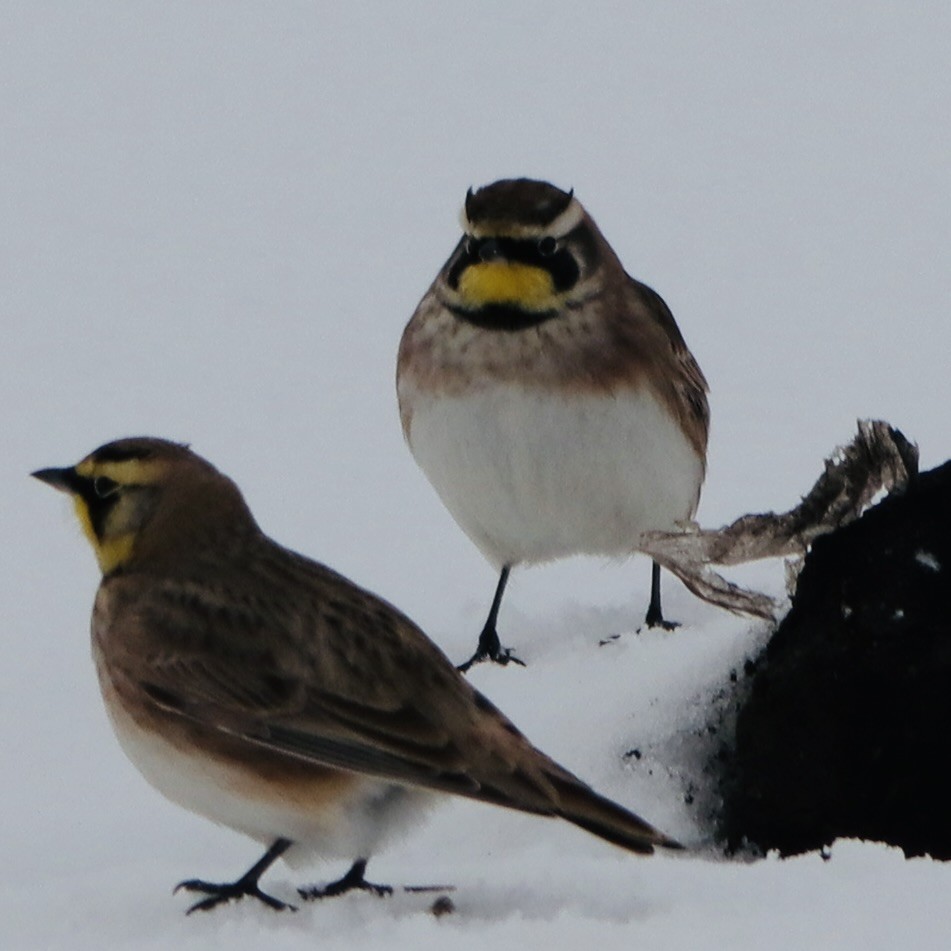 Horned Lark - ML646264067