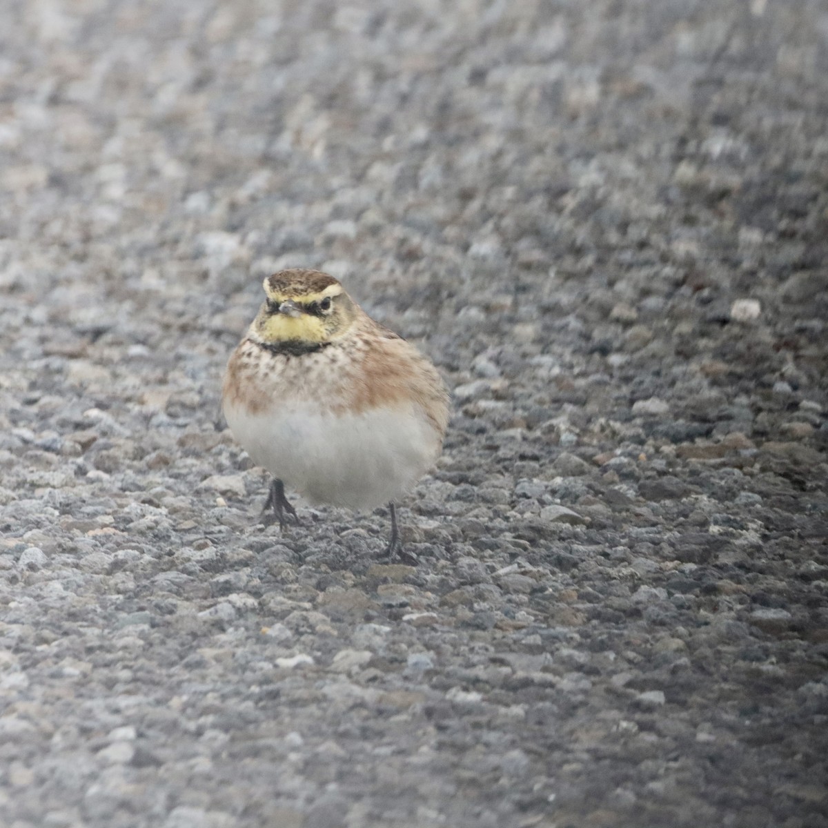 Horned Lark - ML646264068
