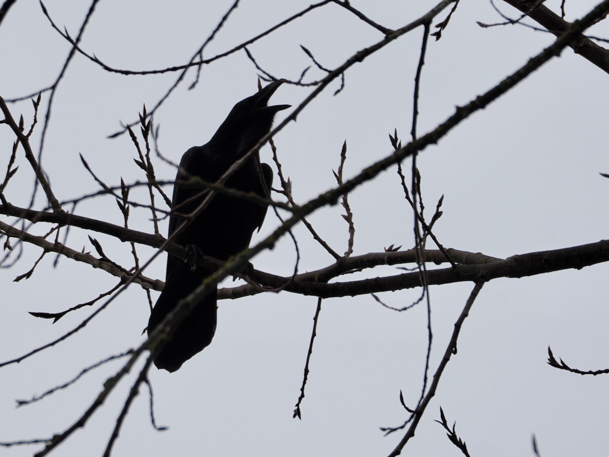 Common Raven - ML646264072