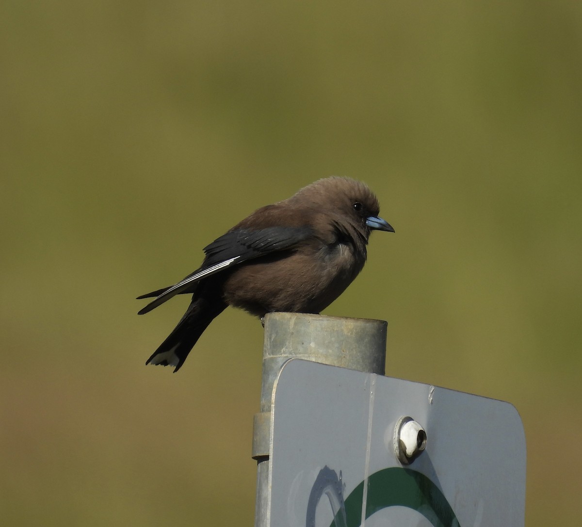 Белокрылый артам - ML646264075