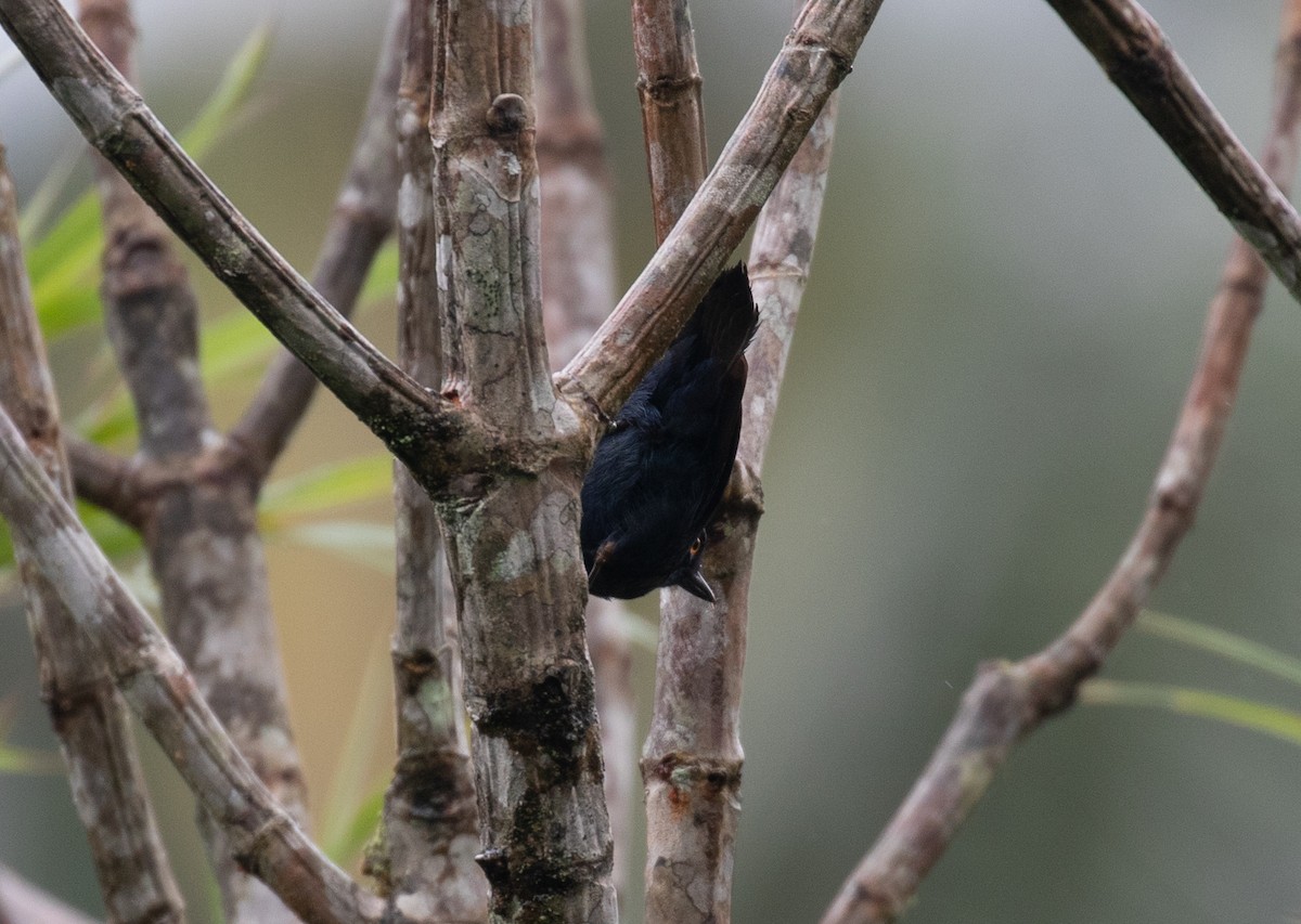 Deep-blue Flowerpiercer - ML646264076