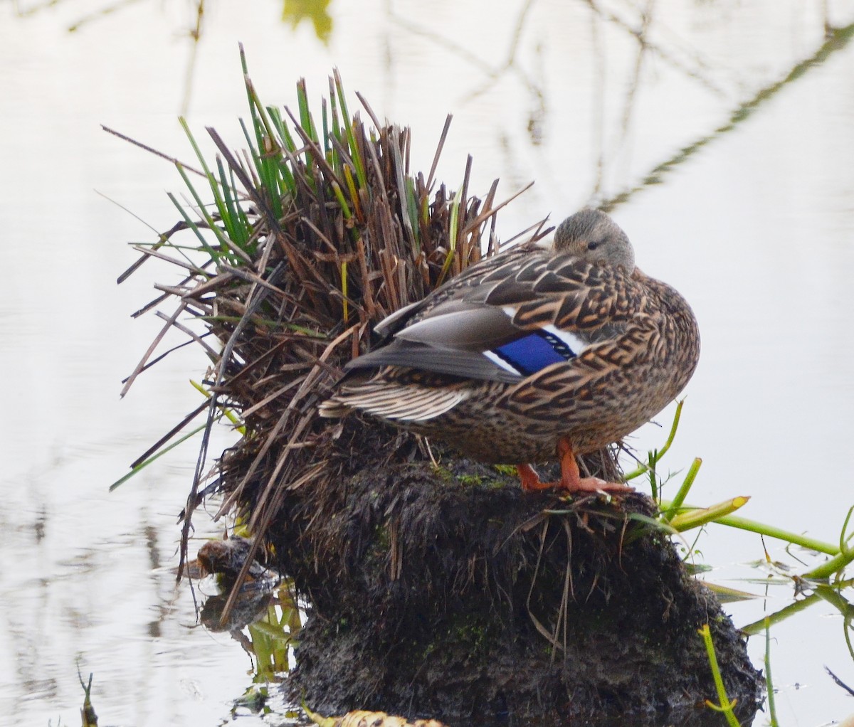 Mallard - ML646264077