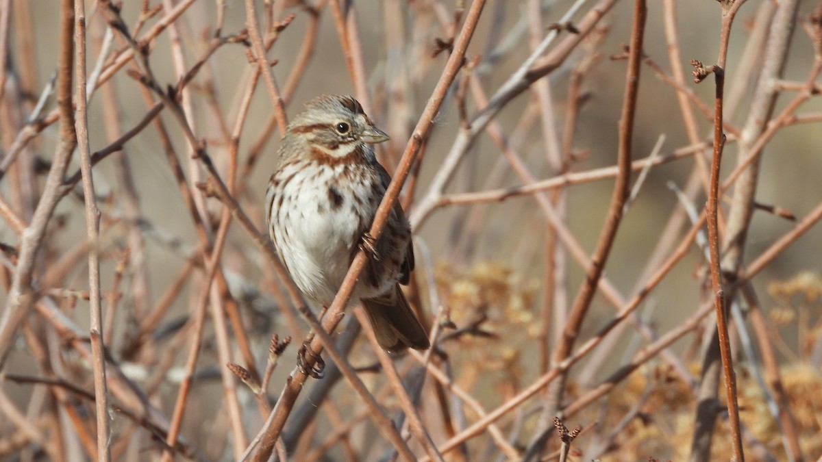 Song Sparrow - ML646264078
