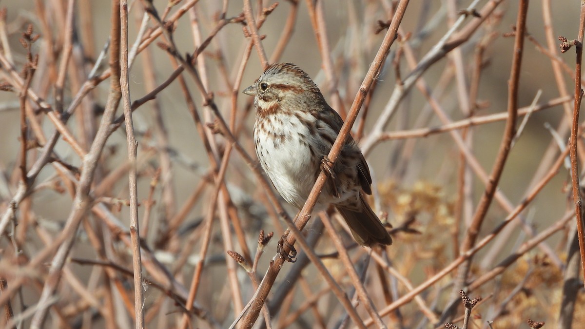 Song Sparrow - ML646264079