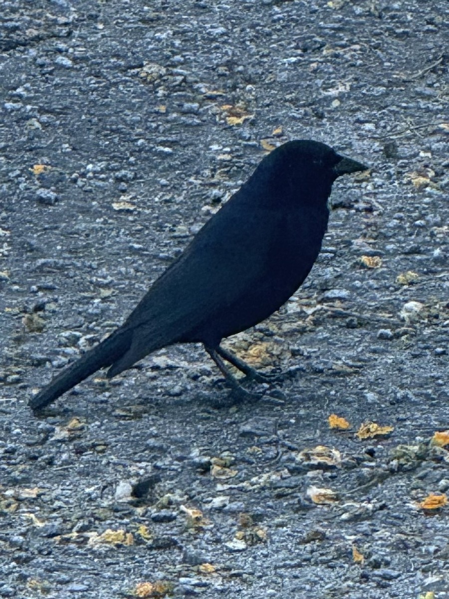 Shiny Cowbird - ML646264081