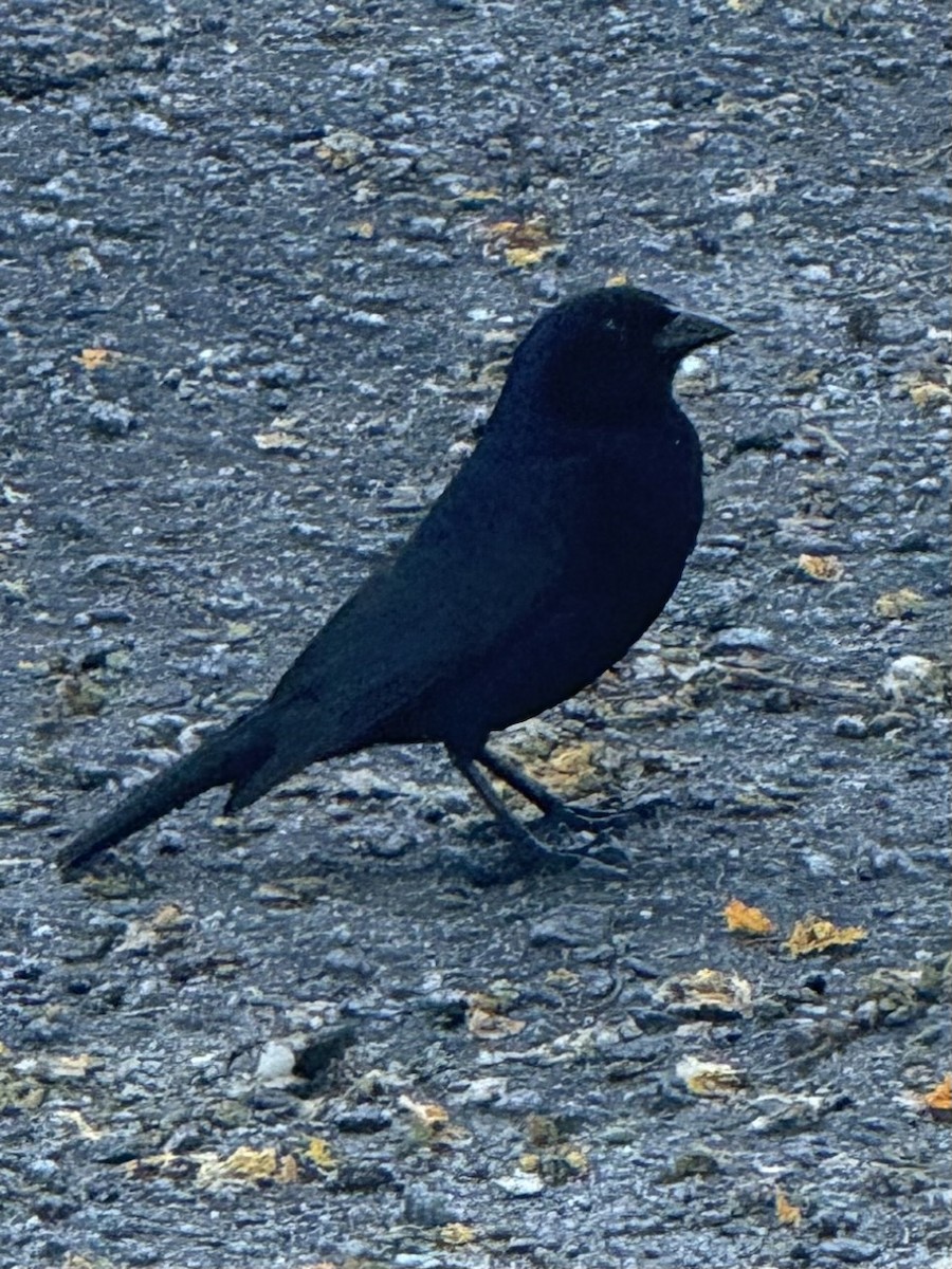 Shiny Cowbird - ML646264082